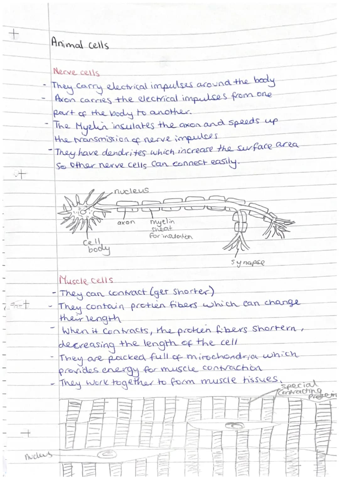 
<p>Phloem and xylem are examples of specialized cells in plants that are responsible for transporting substances such as food, water, and m