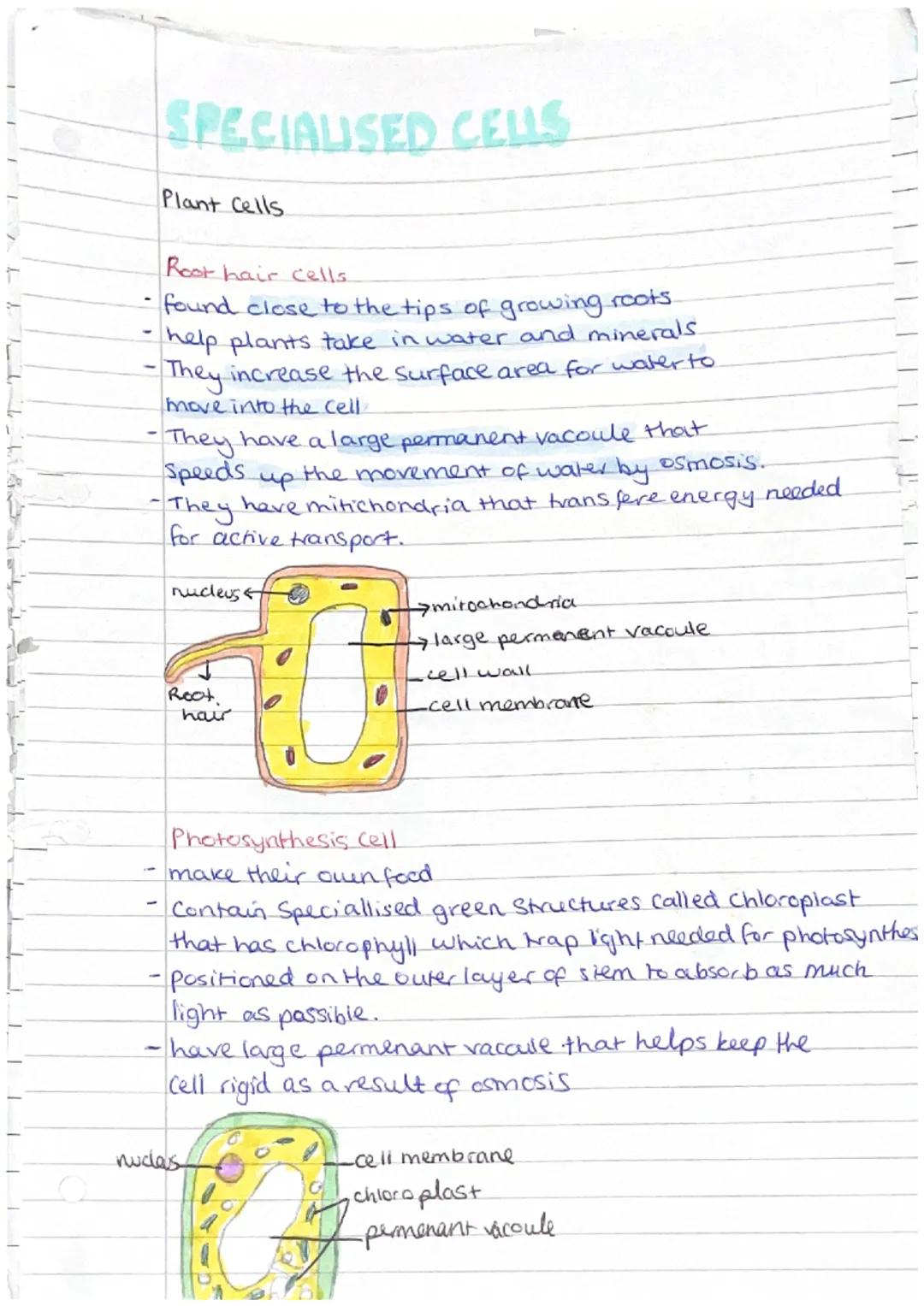 
<p>Phloem and xylem are examples of specialized cells in plants that are responsible for transporting substances such as food, water, and m