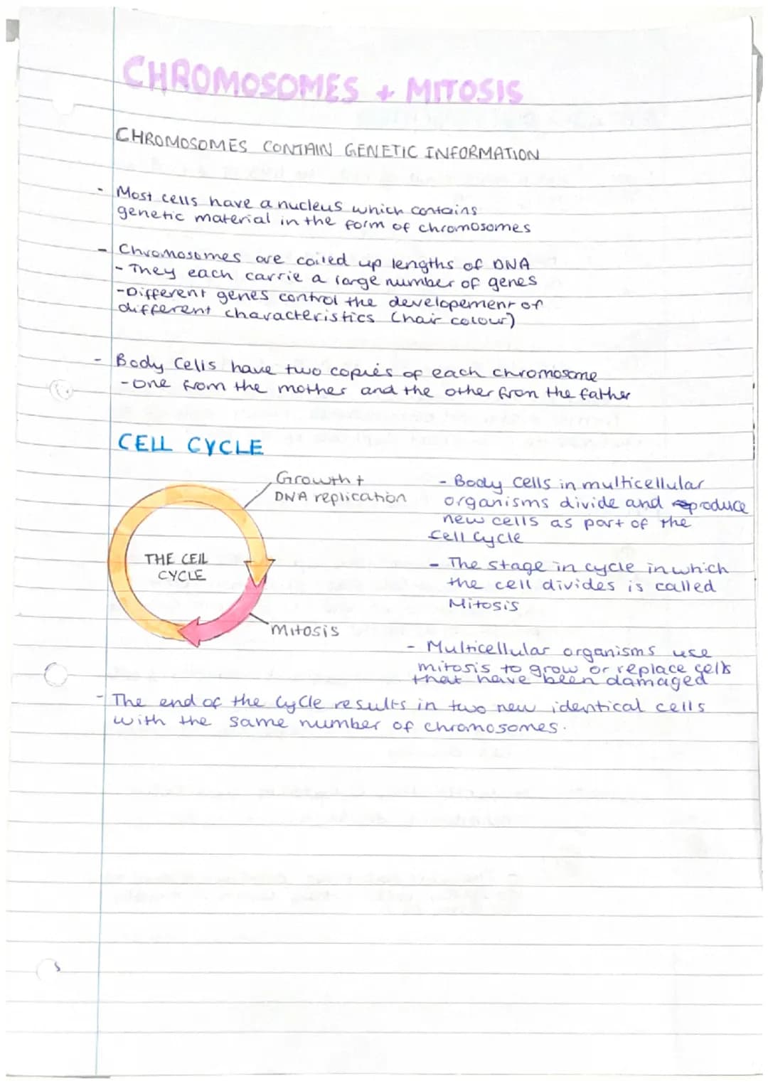 
<p>Phloem and xylem are examples of specialized cells in plants that are responsible for transporting substances such as food, water, and m