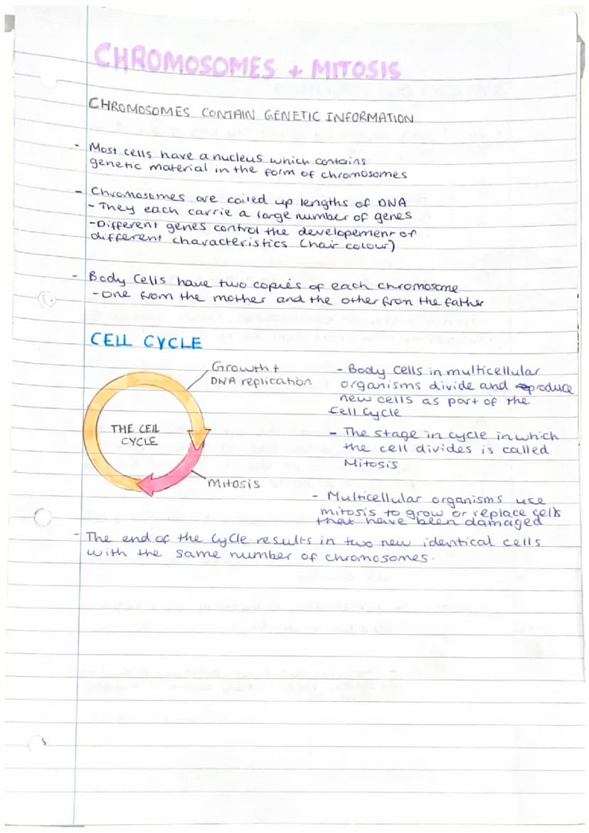 
<p>Phloem and xylem are examples of specialized cells in plants that are responsible for transporting substances such as food, water, and m