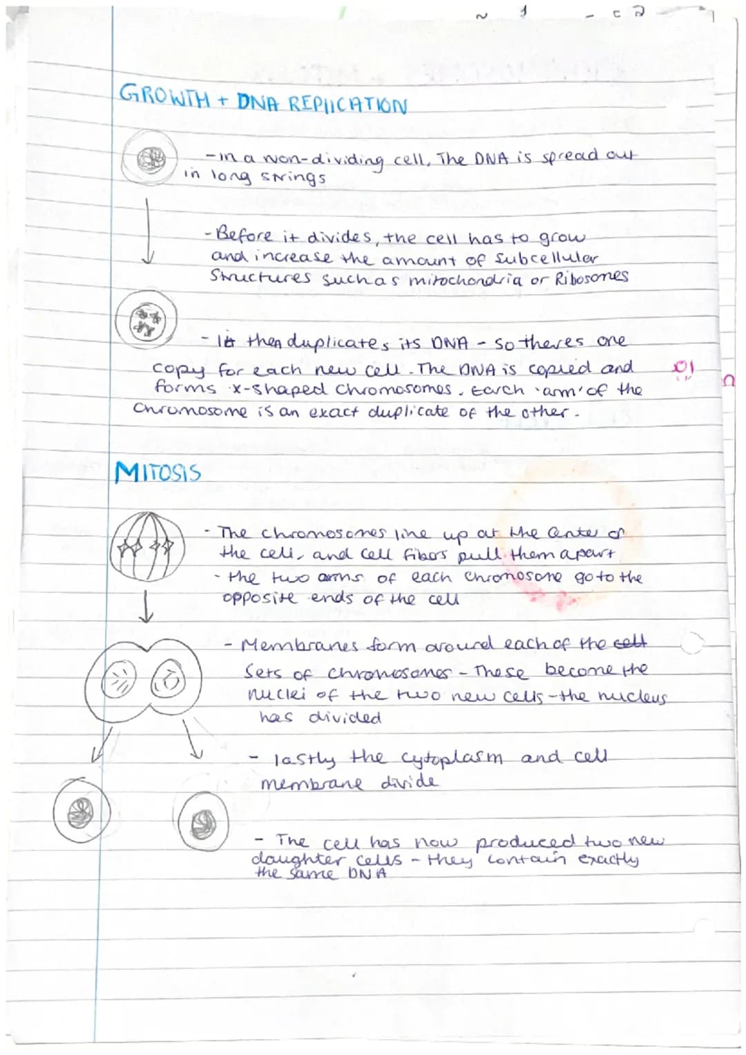 
<p>Phloem and xylem are examples of specialized cells in plants that are responsible for transporting substances such as food, water, and m