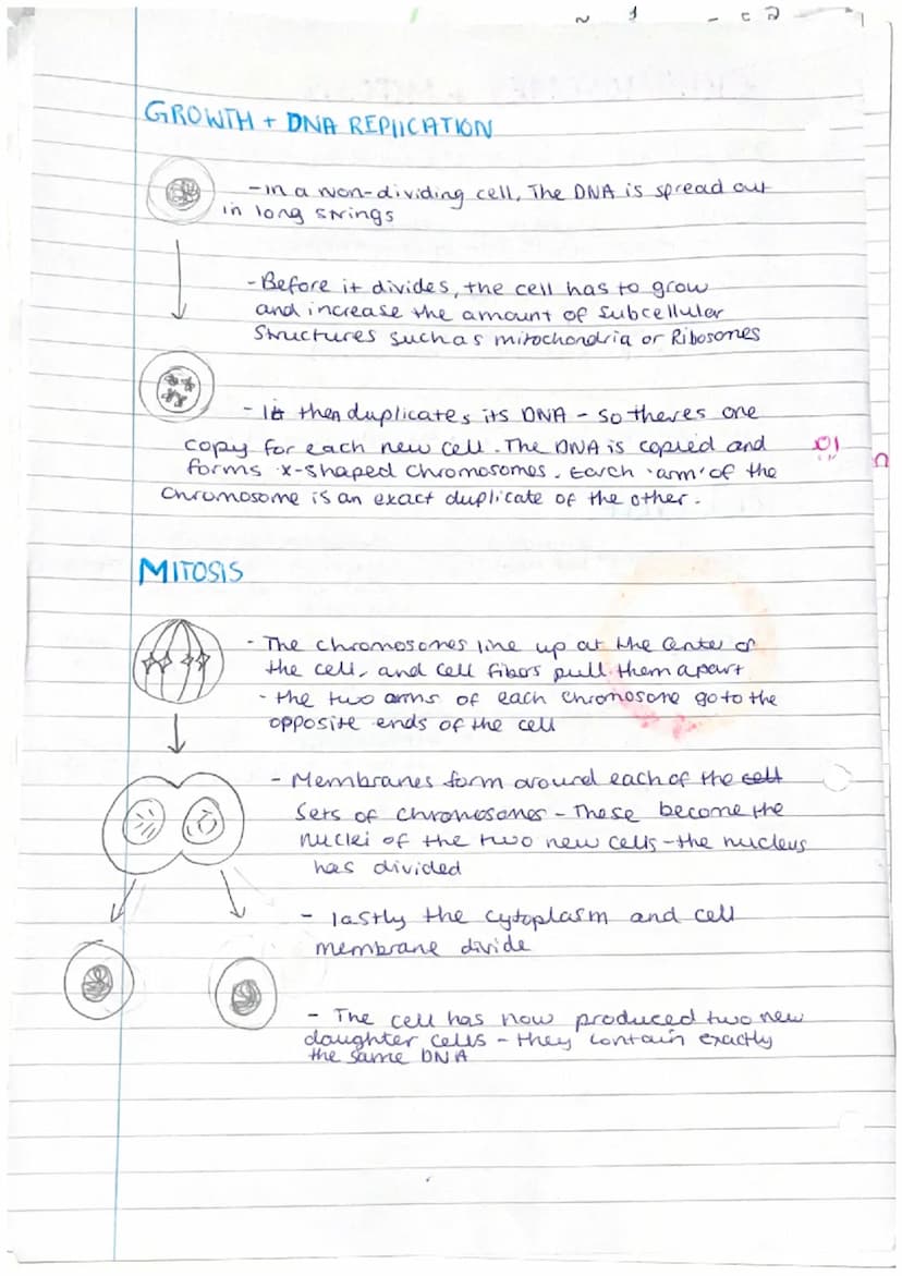 
<p>Phloem and xylem are examples of specialized cells in plants that are responsible for transporting substances such as food, water, and m