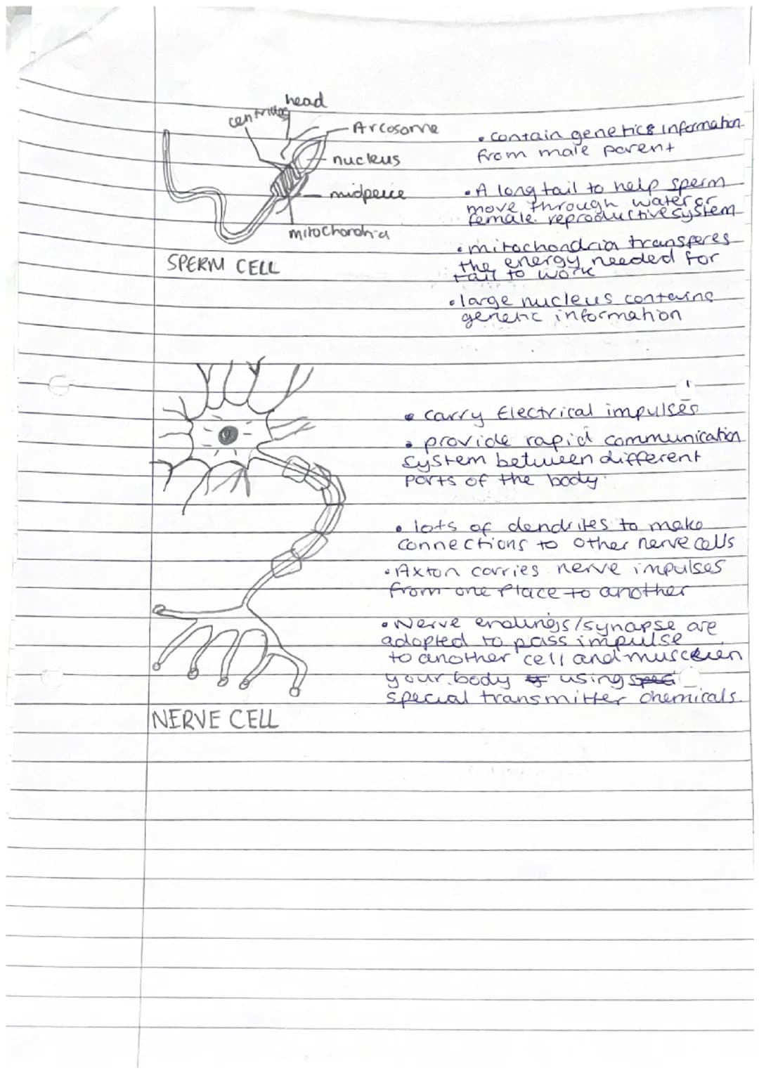 
<p>Phloem and xylem are examples of specialized cells in plants that are responsible for transporting substances such as food, water, and m