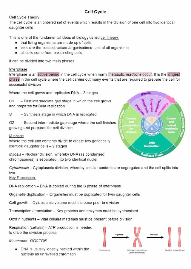 Know Cell Cycle thumbnail