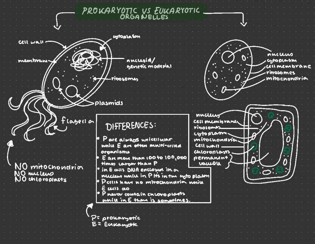 Prokaryotic vs eukaryotic structure 