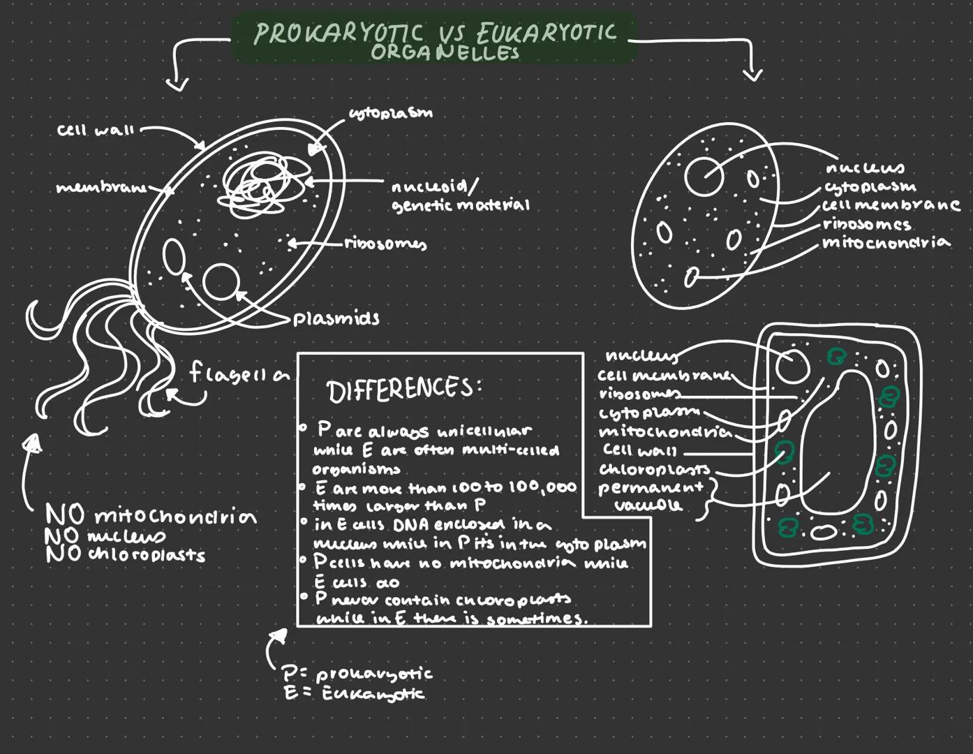cell wall
membrane.
PROKARYOTIC VS EUKARYOTIC
ORGANELLES
flagella
NO mitochondria
NO micleus
NO chloroplasts
cytoplasm
nuclesid/
genetic mat