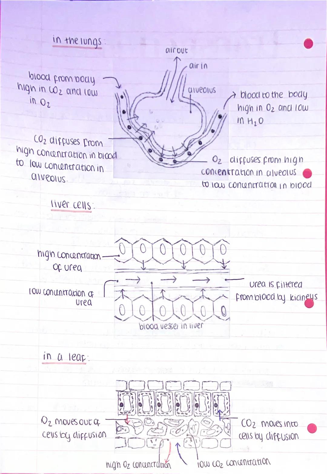 ●
transport in cens
diffusion
rate of diffusion can be affected by a number of factors
FACTOR
Concentration gradient
$
temperature
the surfa