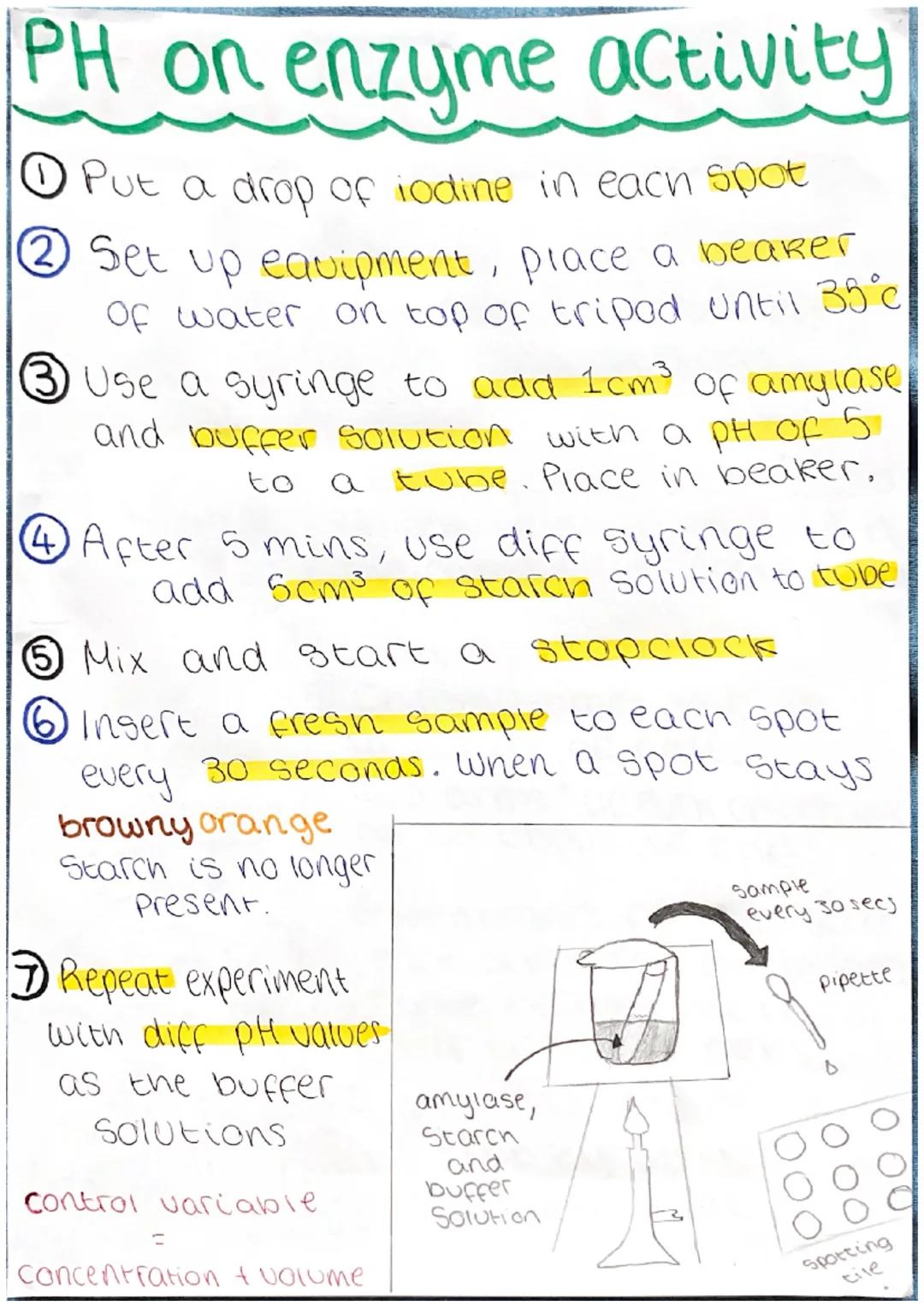 pH effect on enzyme activity required practical - Biology