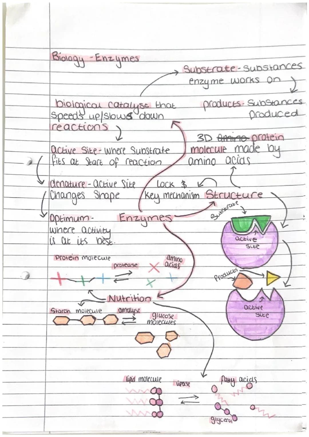 Biology - Enzymes
biological catalyse that
speeds up/slows down
reactions
active Site - where Substrate
fits at Start of reaction
denature-a