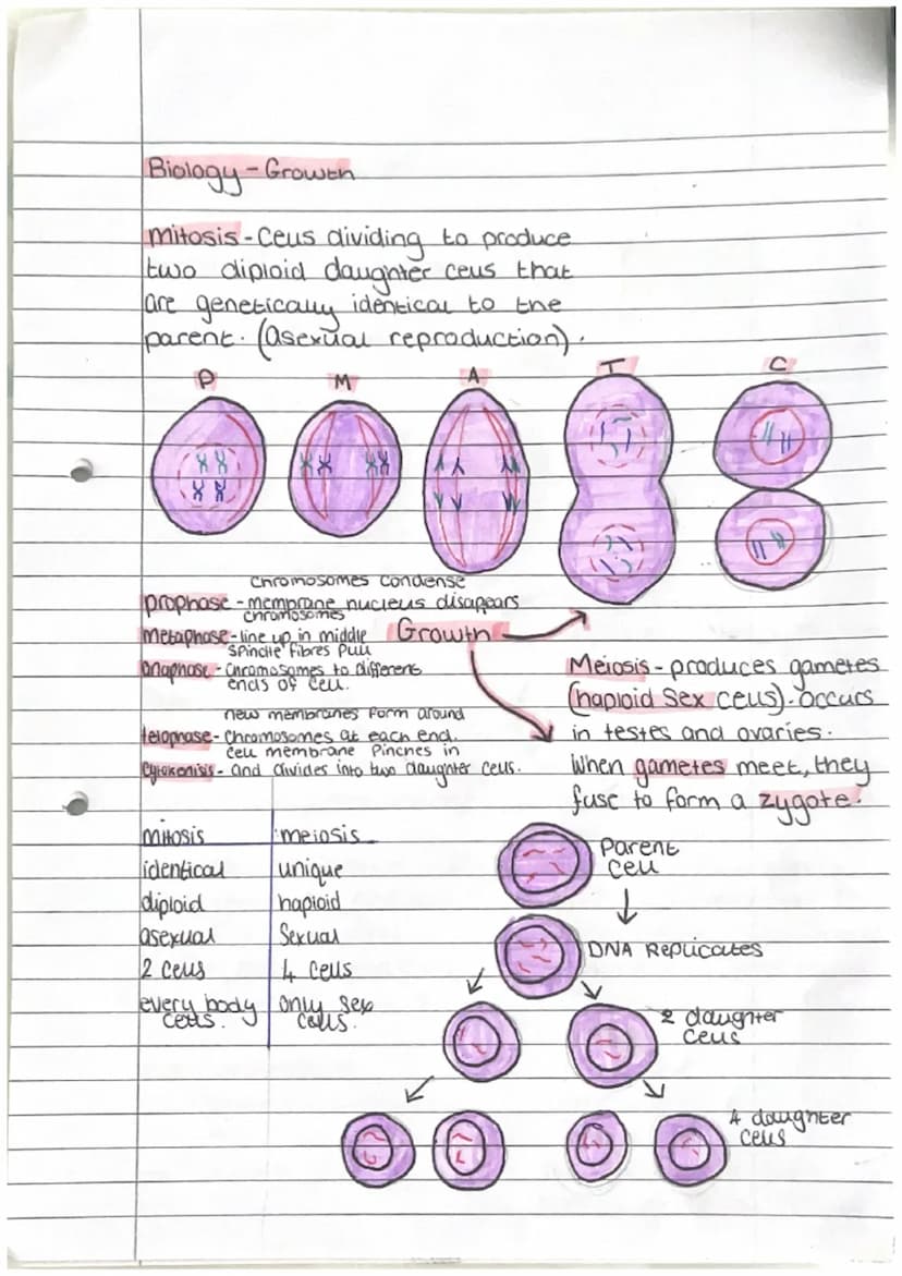 Biology - Enzymes
biological catalyse that
speeds up/slows down
reactions
active Site - where Substrate
fits at Start of reaction
denature-a