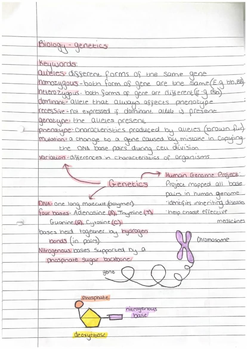 Biology - Enzymes
biological catalyse that
speeds up/slows down
reactions
active Site - where Substrate
fits at Start of reaction
denature-a