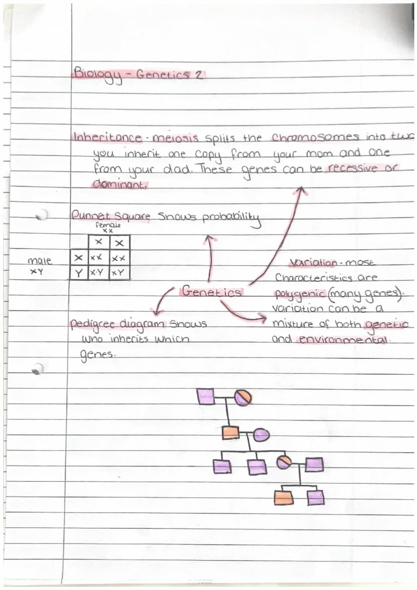 Biology - Enzymes
biological catalyse that
speeds up/slows down
reactions
active Site - where Substrate
fits at Start of reaction
denature-a