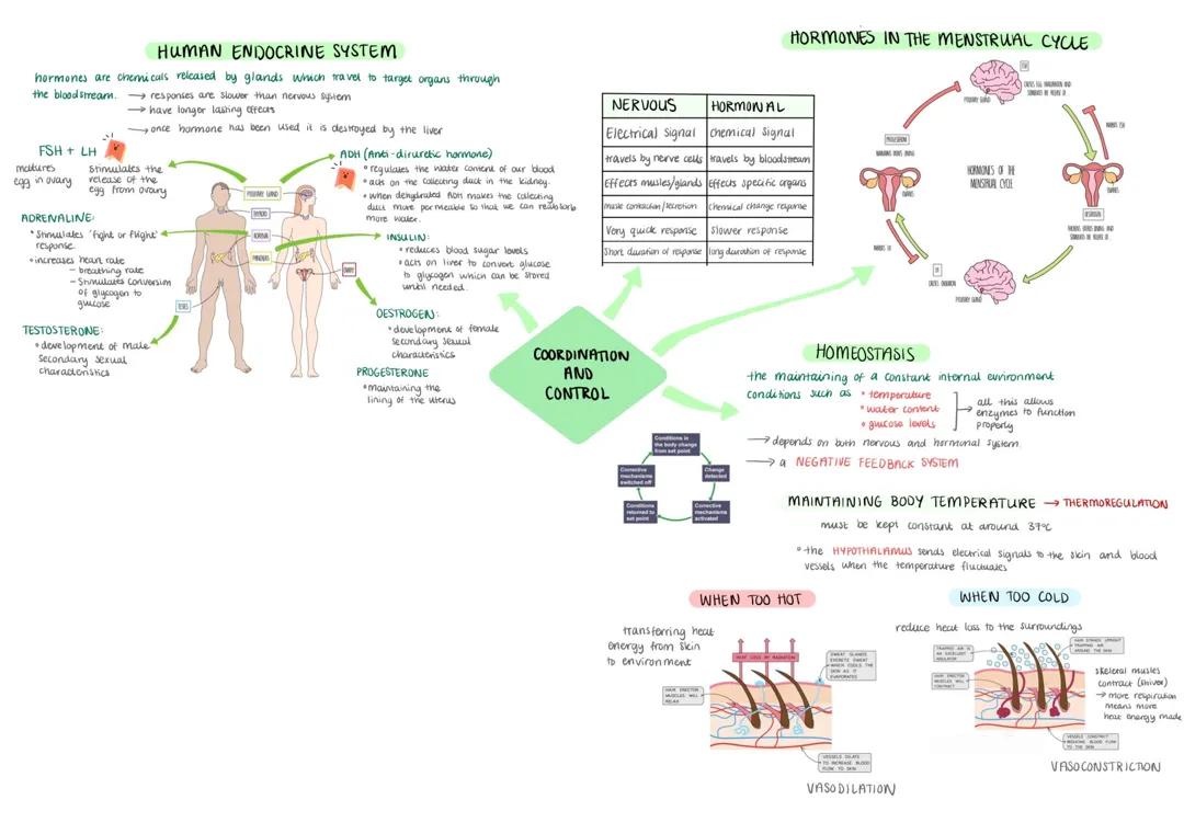 Homeostasis - coordination and control