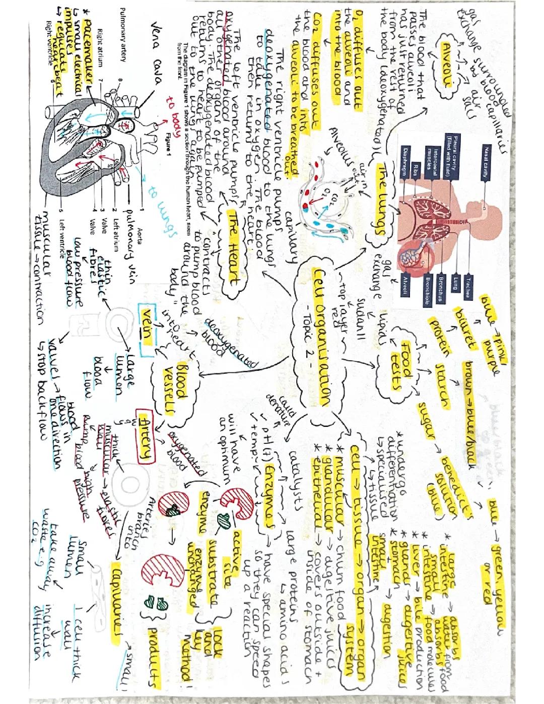 Cell Organisation -AQA GSCE Biology 