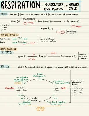 Know RESPIRATION P1.  thumbnail