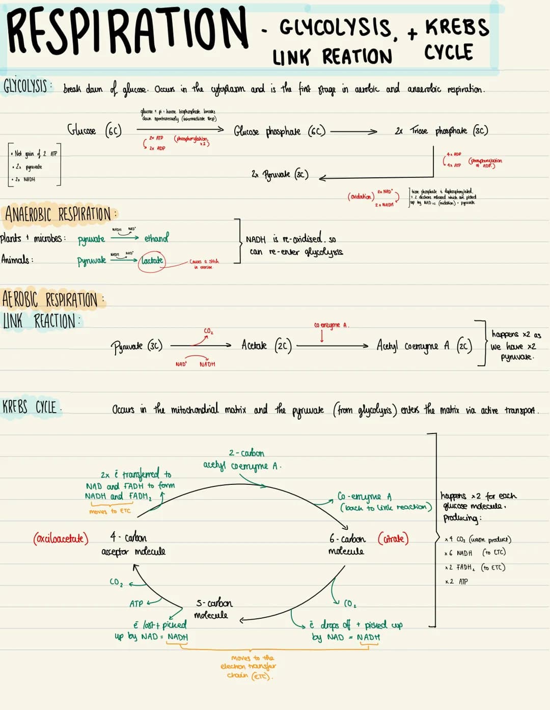RESPIRATION - GLYCOLYSIS,
LINK REATION
•Net gain of 2 ATP
2x pyruvate
GLYCOLYSIS: break down of glucose. Occurs in the cytoplasm and is the 