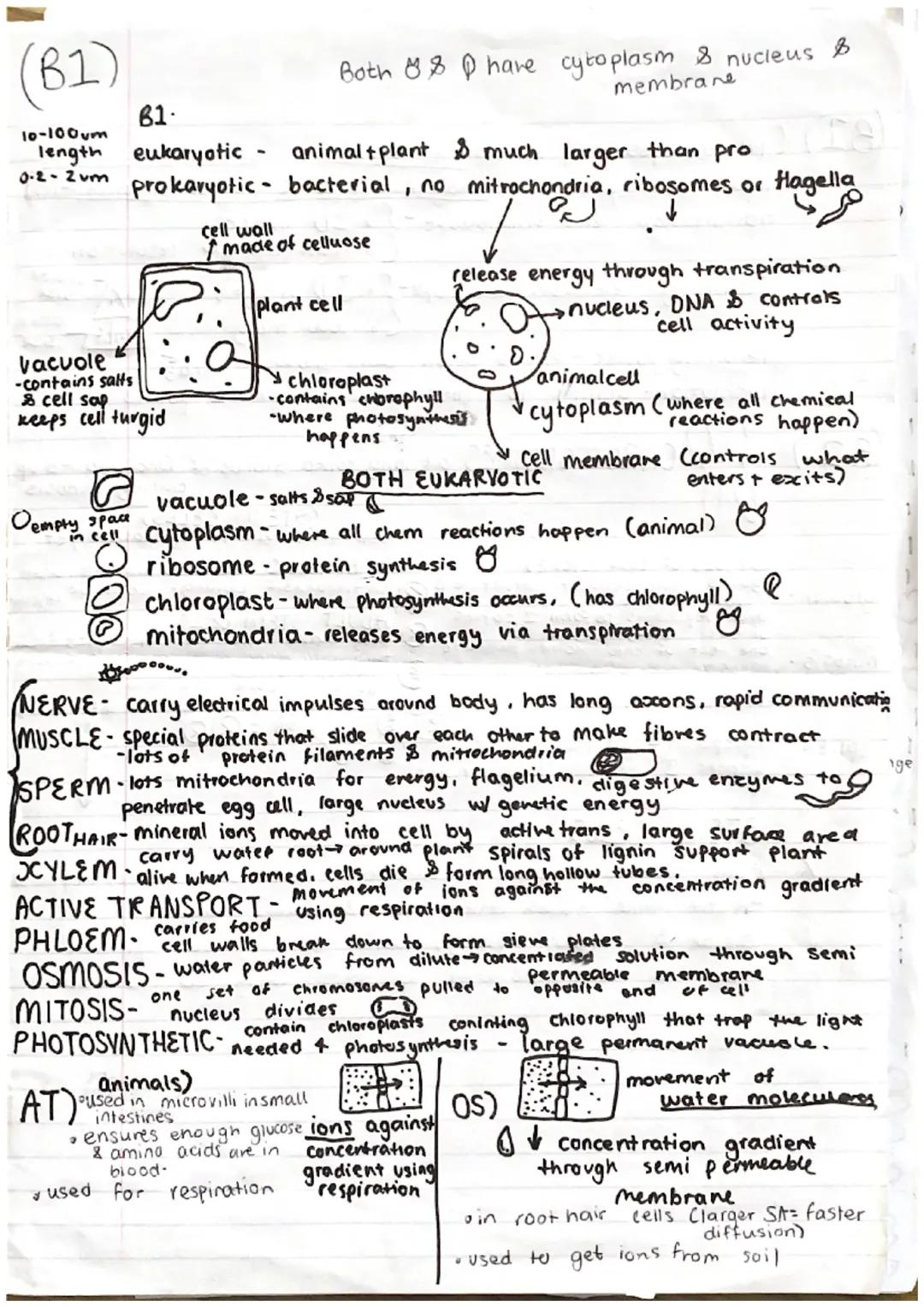 Understanding B1 Biology: Mitosis, Cell Types, and More!