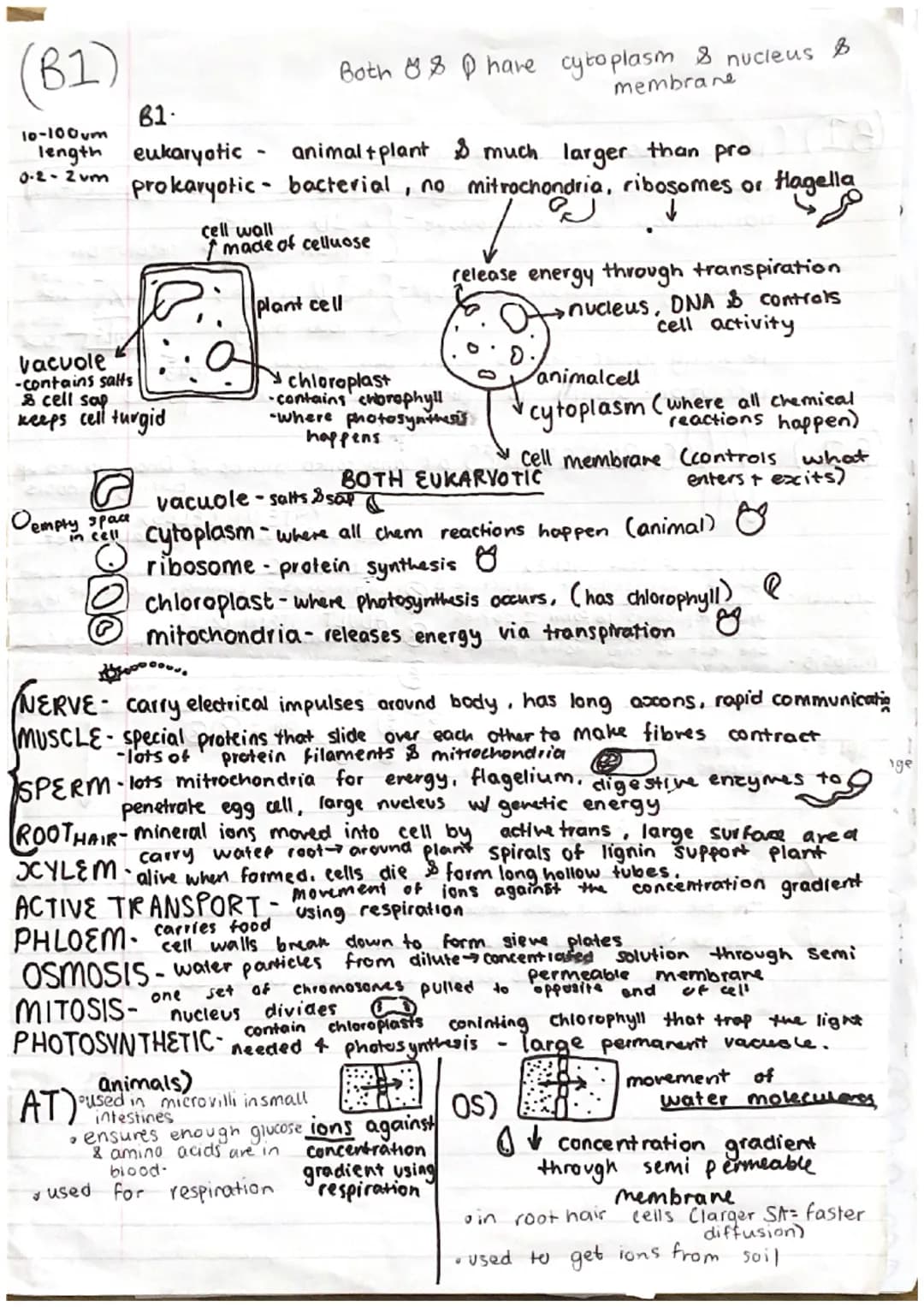 (61)
10-100m
length
0-2-2vm
Vacuole
-contains salts
8 cell sap
keeps cell turgid
Oempty
61.
eukaryotic
prokaryotic
space
in
cell wall
made o