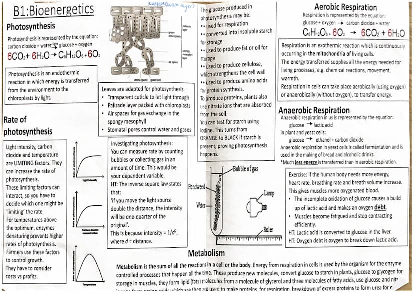 (61)
10-100m
length
0-2-2vm
Vacuole
-contains salts
8 cell sap
keeps cell turgid
Oempty
61.
eukaryotic
prokaryotic
space
in
cell wall
made o