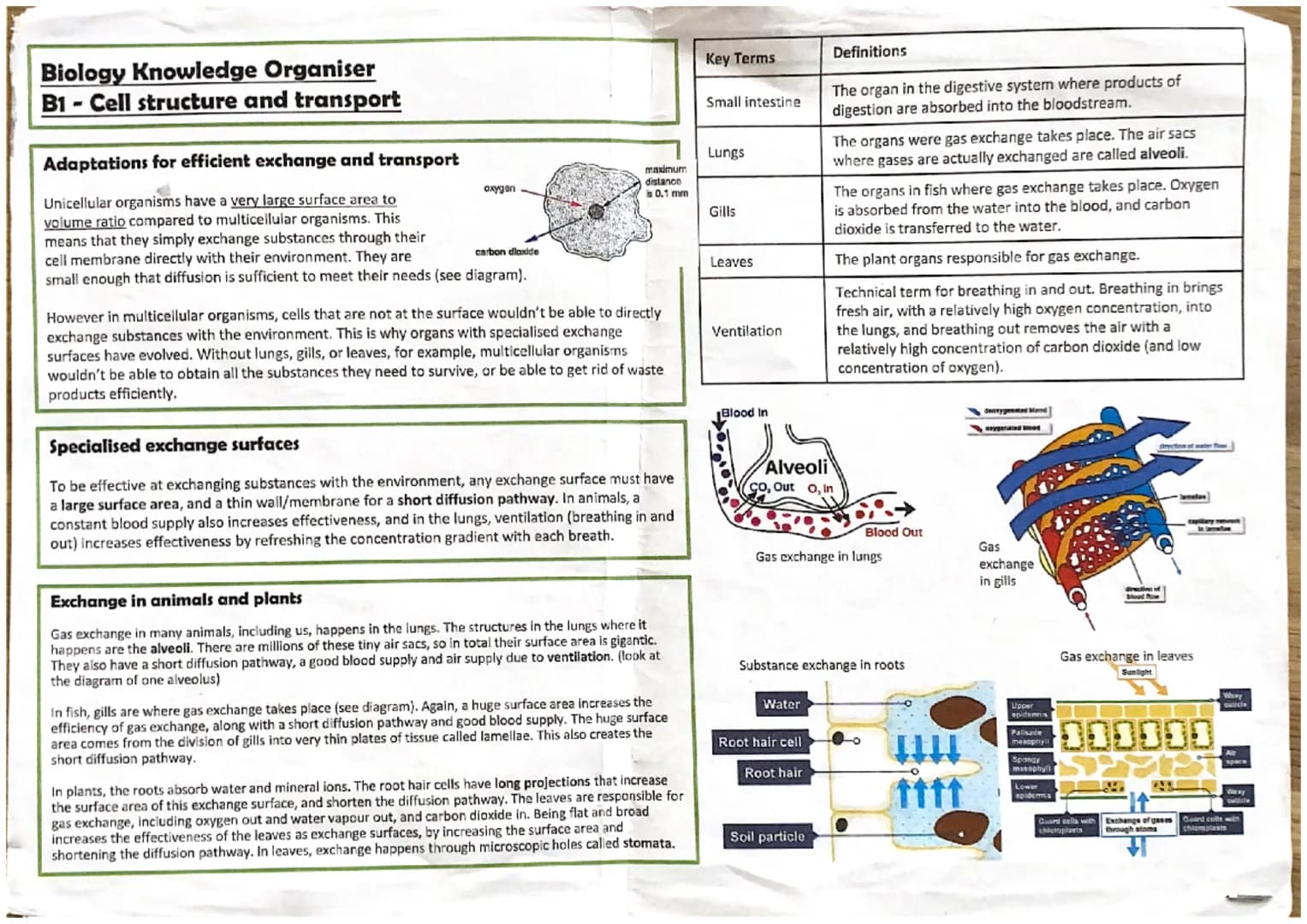 (61)
10-100m
length
0-2-2vm
Vacuole
-contains salts
8 cell sap
keeps cell turgid
Oempty
61.
eukaryotic
prokaryotic
space
in
cell wall
made o