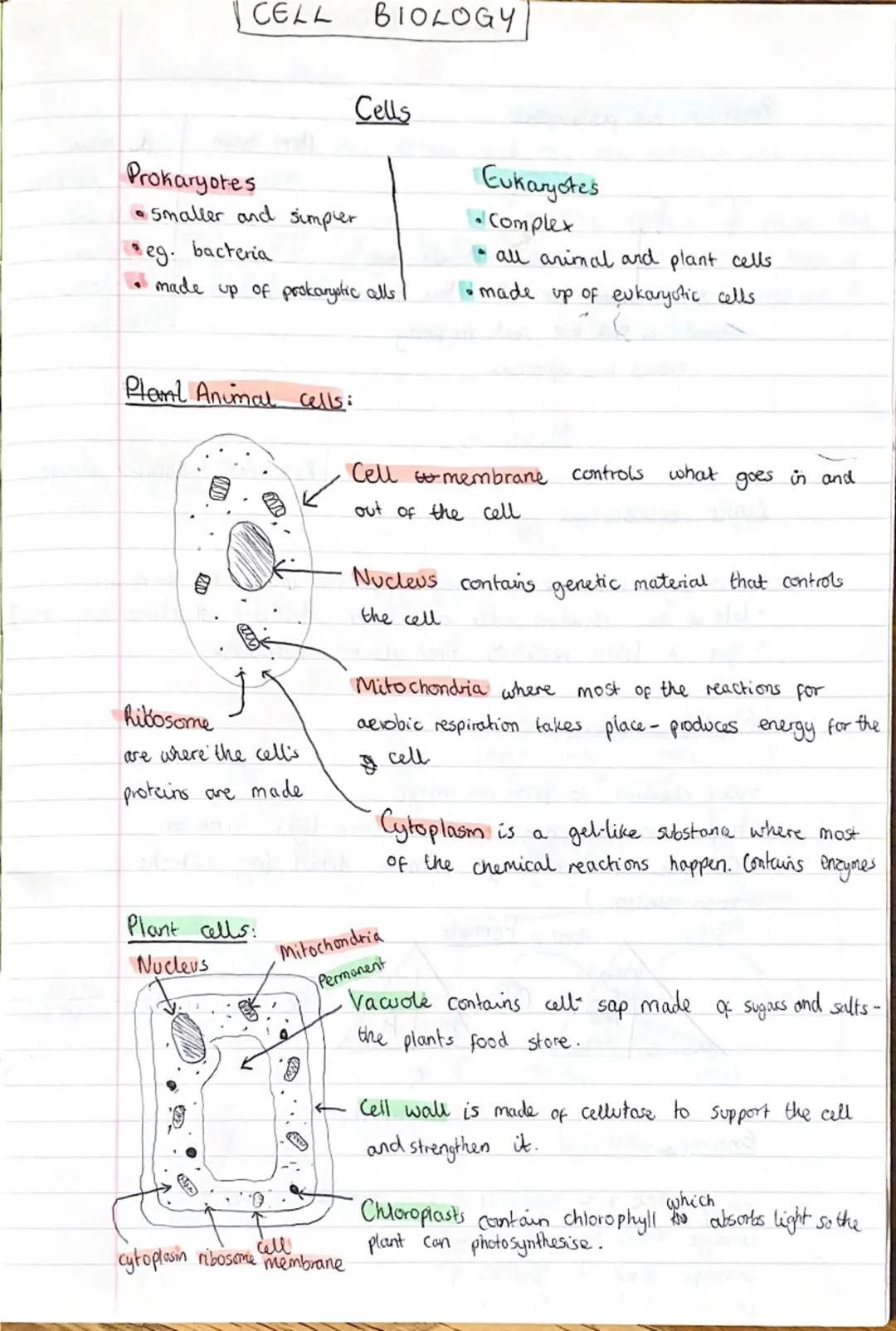 CELL BIOLOGY
Prokaryotes
• Smaller and simpler
•eg. bacteria
Cells
made up of prokaryotic alls
Eukaryotes
•Complex
all animal and plant cell