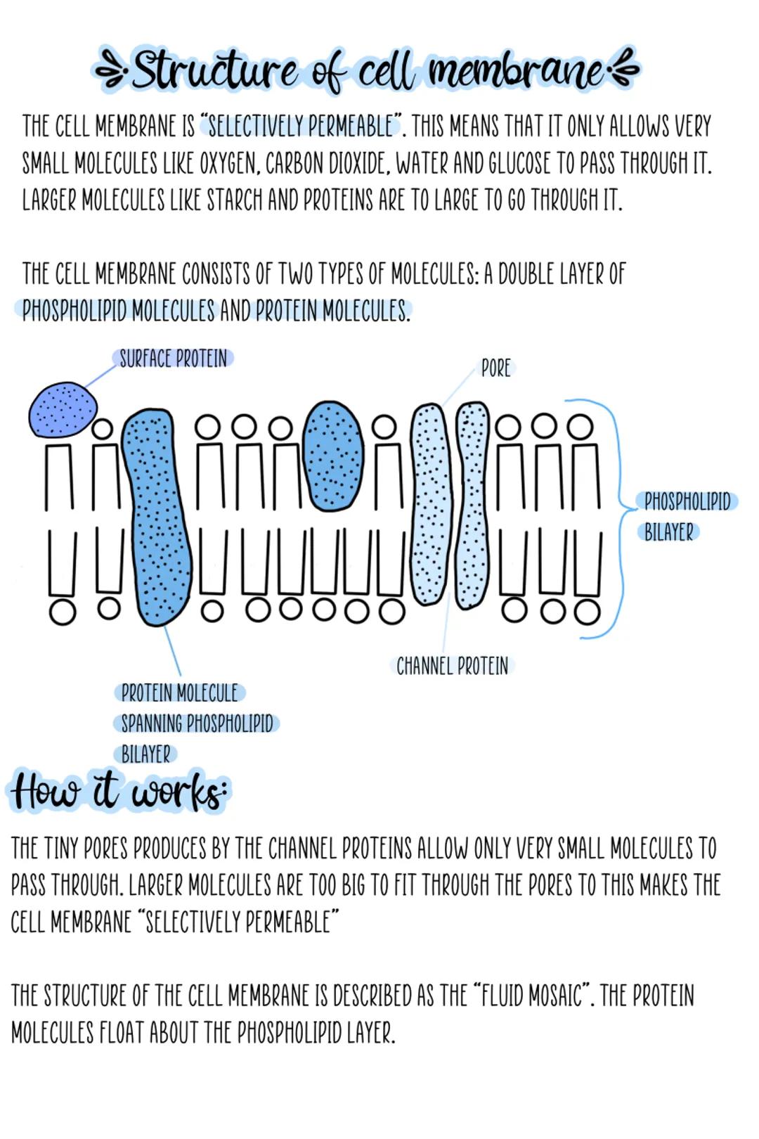 Structure Of Cell Membrane 