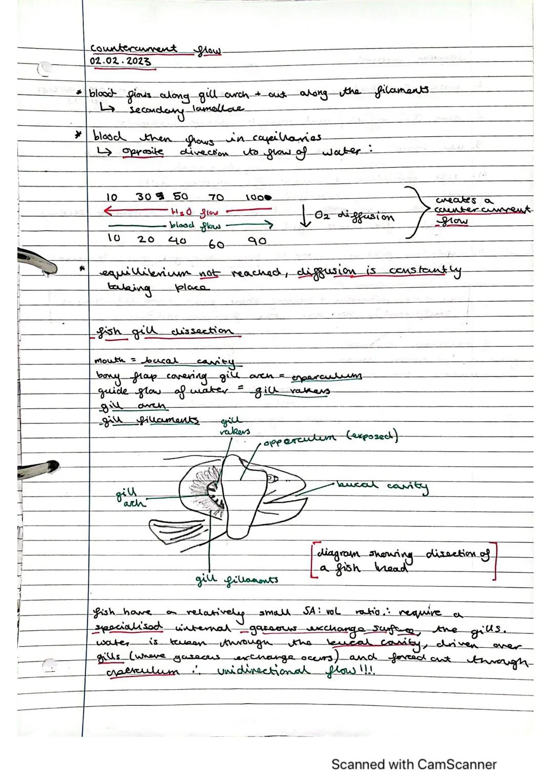 Exchange Surfaces and Respiratory Systems
24.01.2023
Exchange surfaces
An exchange surface is a specialised area that makes it easier for mo