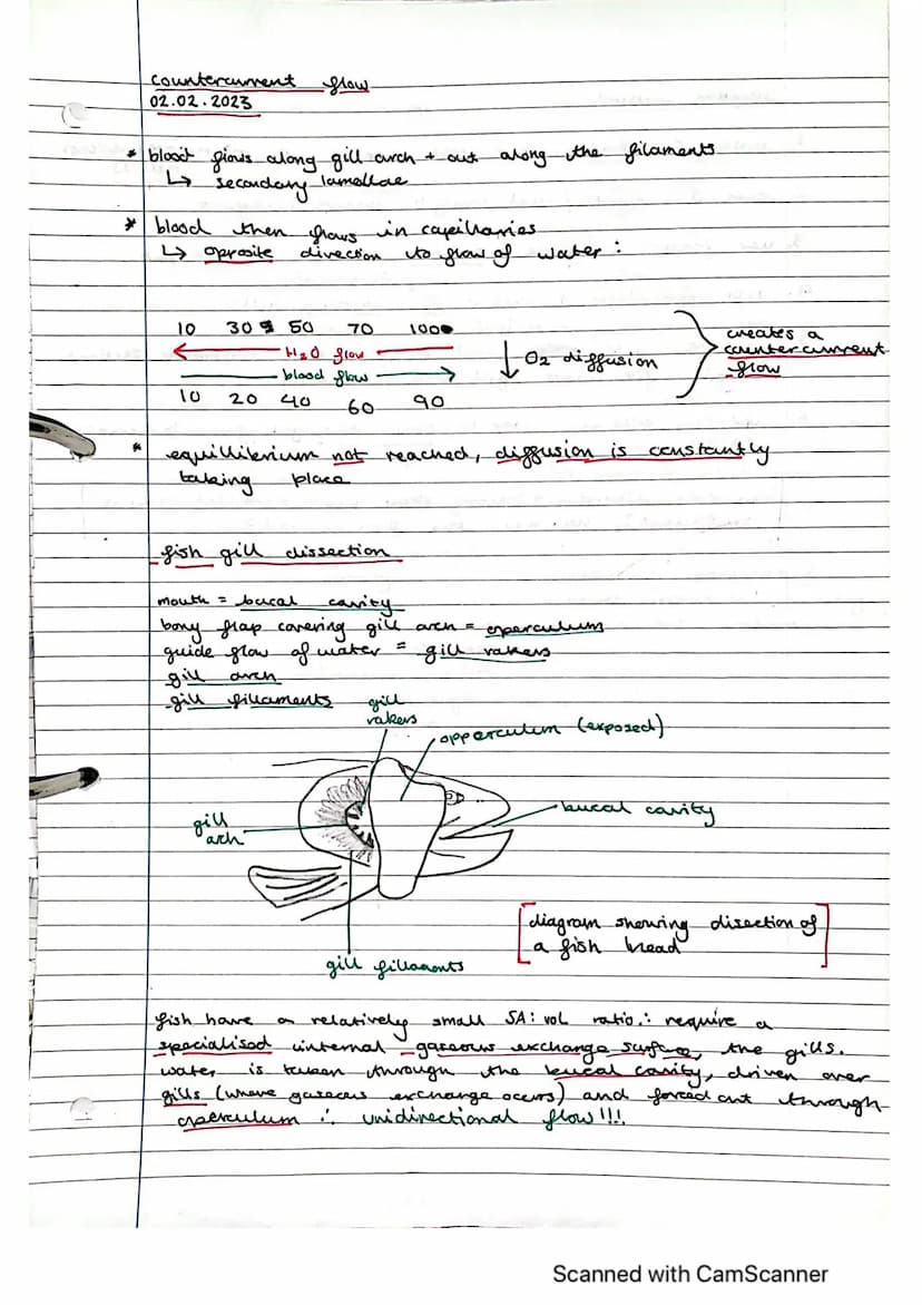 Exchange Surfaces and Respiratory Systems
24.01.2023
Exchange surfaces
An exchange surface is a specialised area that makes it easier for mo