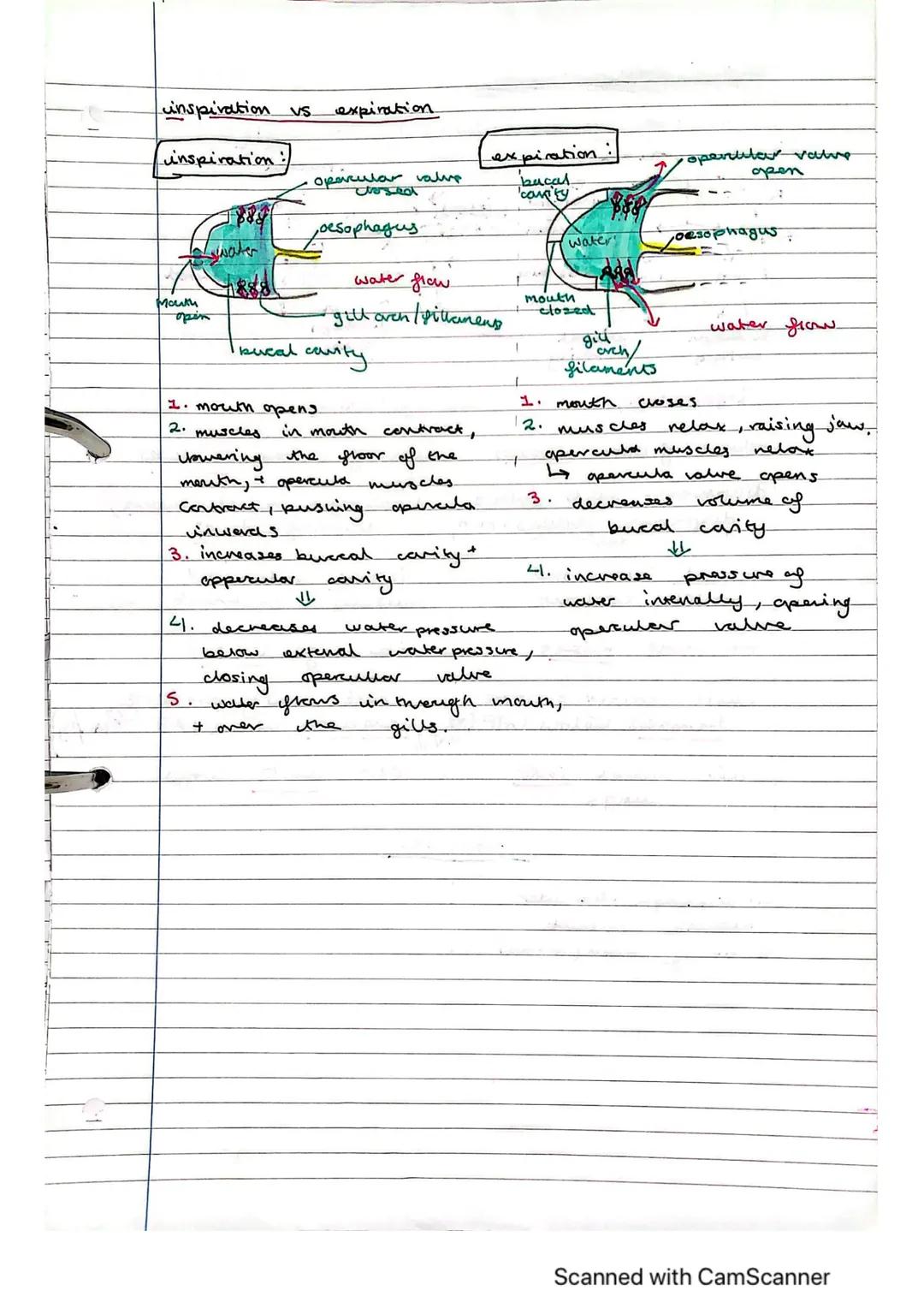 Exchange Surfaces and Respiratory Systems
24.01.2023
Exchange surfaces
An exchange surface is a specialised area that makes it easier for mo