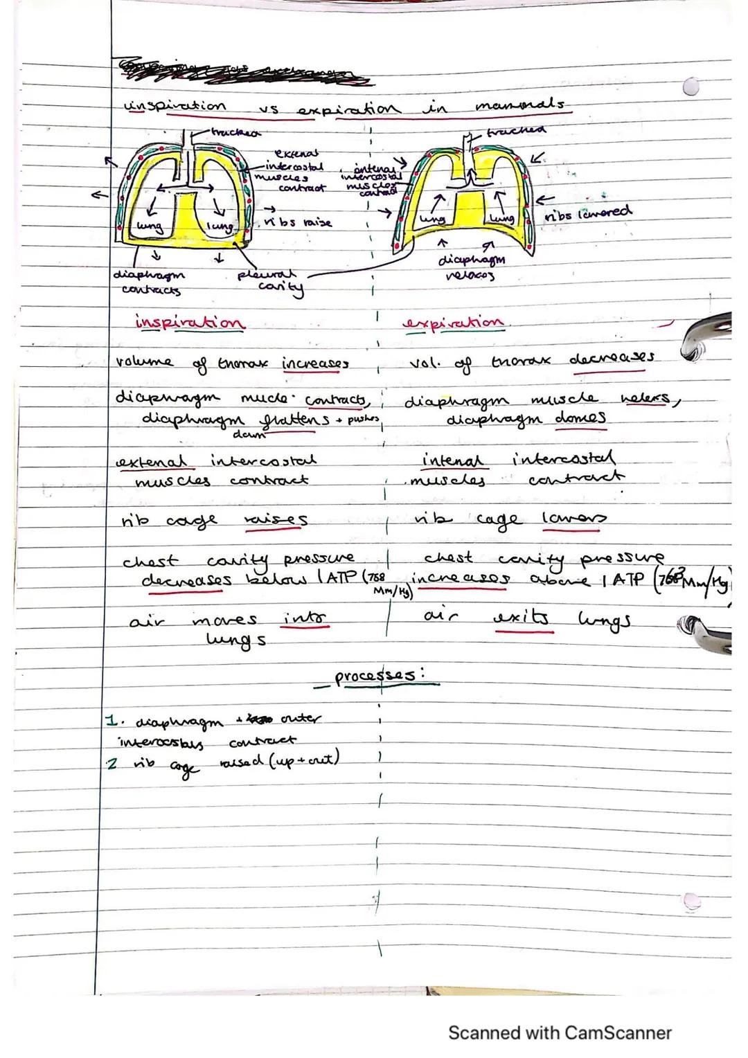 Exchange Surfaces and Respiratory Systems
24.01.2023
Exchange surfaces
An exchange surface is a specialised area that makes it easier for mo