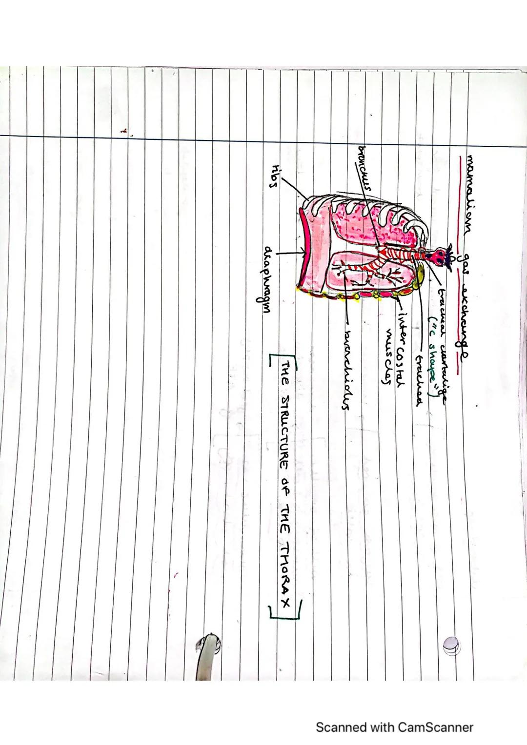 Exchange Surfaces and Respiratory Systems
24.01.2023
Exchange surfaces
An exchange surface is a specialised area that makes it easier for mo