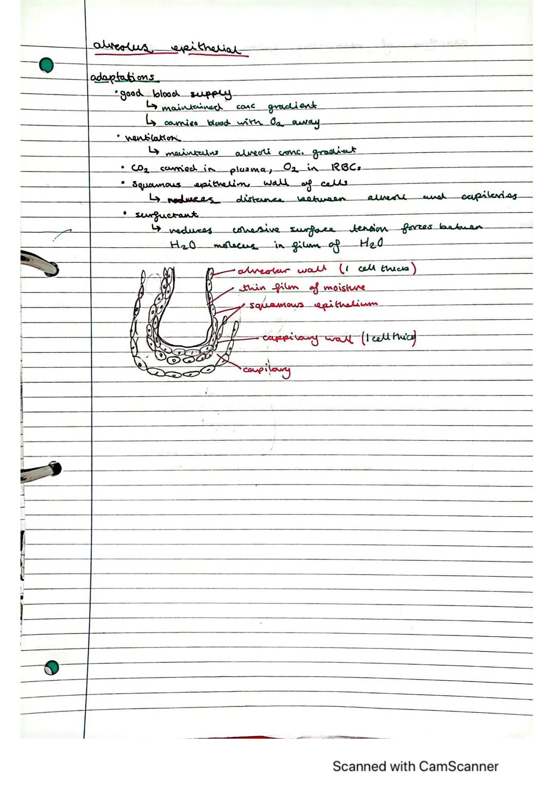 Exchange Surfaces and Respiratory Systems
24.01.2023
Exchange surfaces
An exchange surface is a specialised area that makes it easier for mo