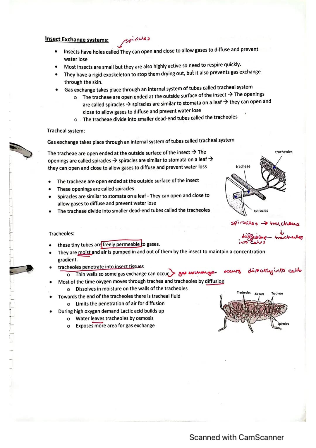 Exchange Surfaces and Respiratory Systems
24.01.2023
Exchange surfaces
An exchange surface is a specialised area that makes it easier for mo