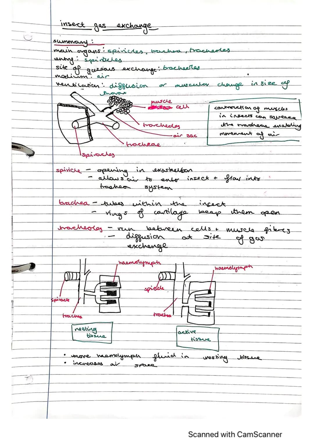 Exchange Surfaces and Respiratory Systems
24.01.2023
Exchange surfaces
An exchange surface is a specialised area that makes it easier for mo