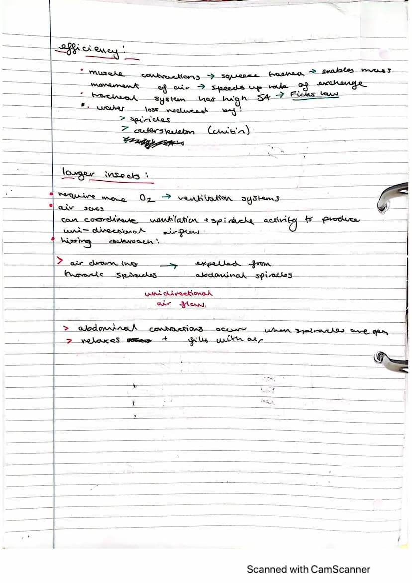Exchange Surfaces and Respiratory Systems
24.01.2023
Exchange surfaces
An exchange surface is a specialised area that makes it easier for mo