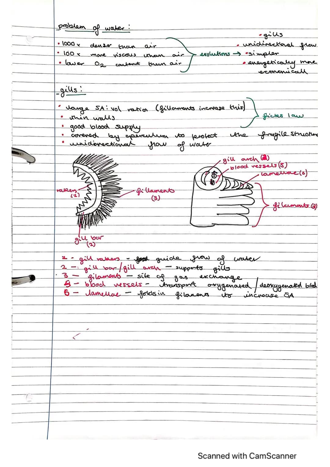 Exchange Surfaces and Respiratory Systems
24.01.2023
Exchange surfaces
An exchange surface is a specialised area that makes it easier for mo