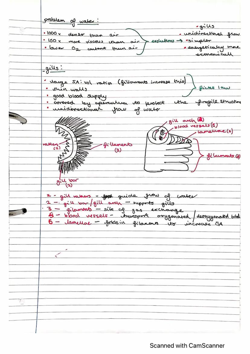 Exchange Surfaces and Respiratory Systems
24.01.2023
Exchange surfaces
An exchange surface is a specialised area that makes it easier for mo