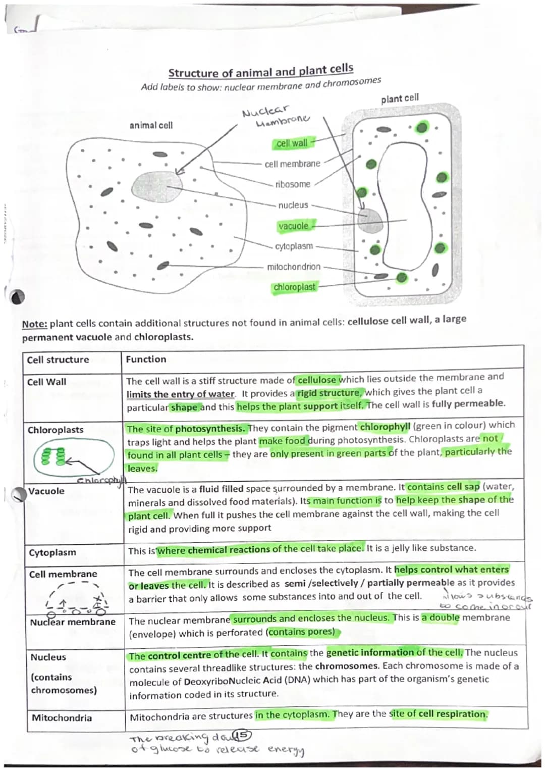 Gond
10
Cell structure
Cell Wall
Chloroplasts
Vacuole
Cytoplasm
Cell membrane
Note: plant cells contain additional structures not found in a