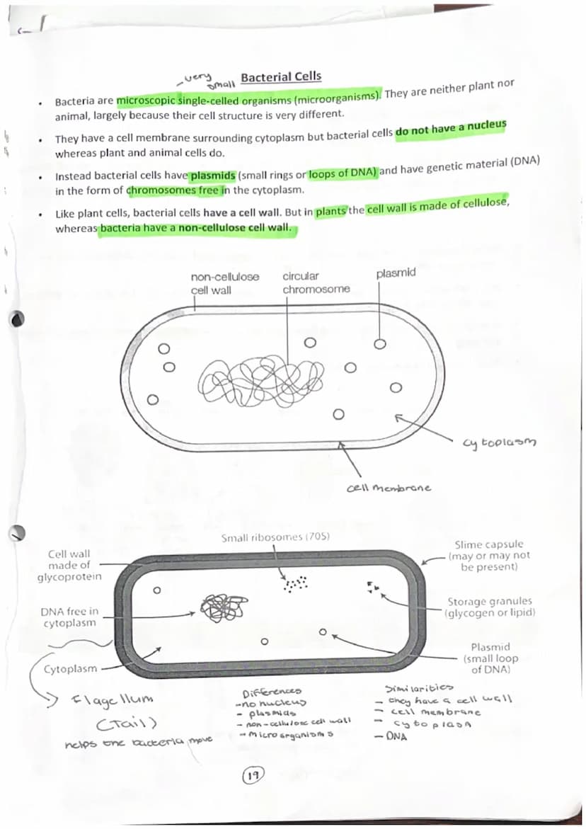 Gond
10
Cell structure
Cell Wall
Chloroplasts
Vacuole
Cytoplasm
Cell membrane
Note: plant cells contain additional structures not found in a
