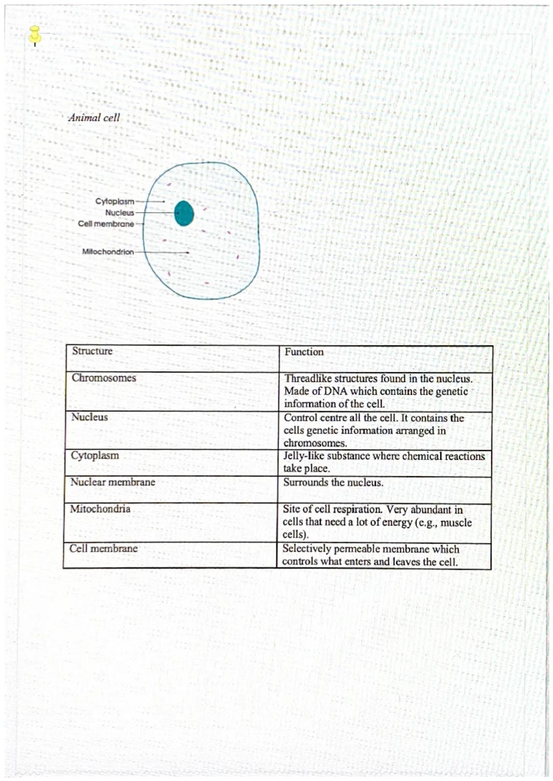 02-

Cells

GCSE Biology

ANIMAL CELL

Cell wall

Cell membrane

Ribosomes

Nucleus

Vacuole

Cytoplasm

Mitochondria

Chloroplast

PLANT CE