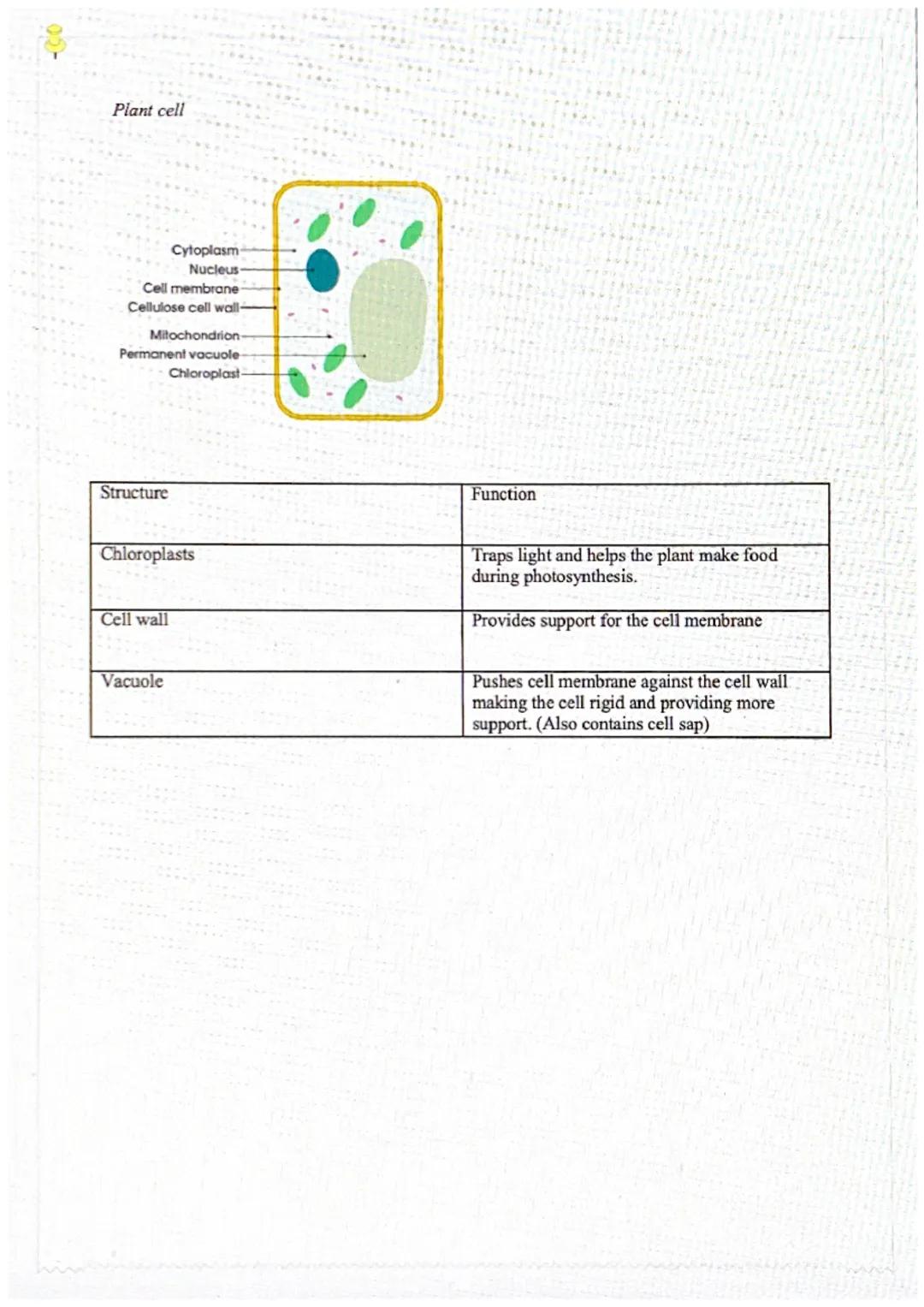 02-

Cells

GCSE Biology

ANIMAL CELL

Cell wall

Cell membrane

Ribosomes

Nucleus

Vacuole

Cytoplasm

Mitochondria

Chloroplast

PLANT CE