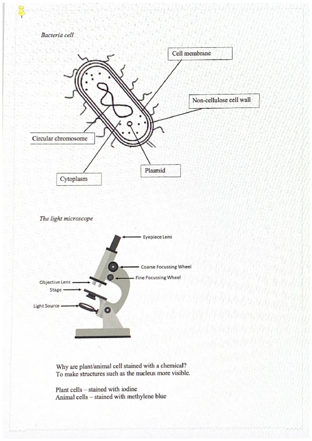 02-

Cells

GCSE Biology

ANIMAL CELL

Cell wall

Cell membrane

Ribosomes

Nucleus

Vacuole

Cytoplasm

Mitochondria

Chloroplast

PLANT CE