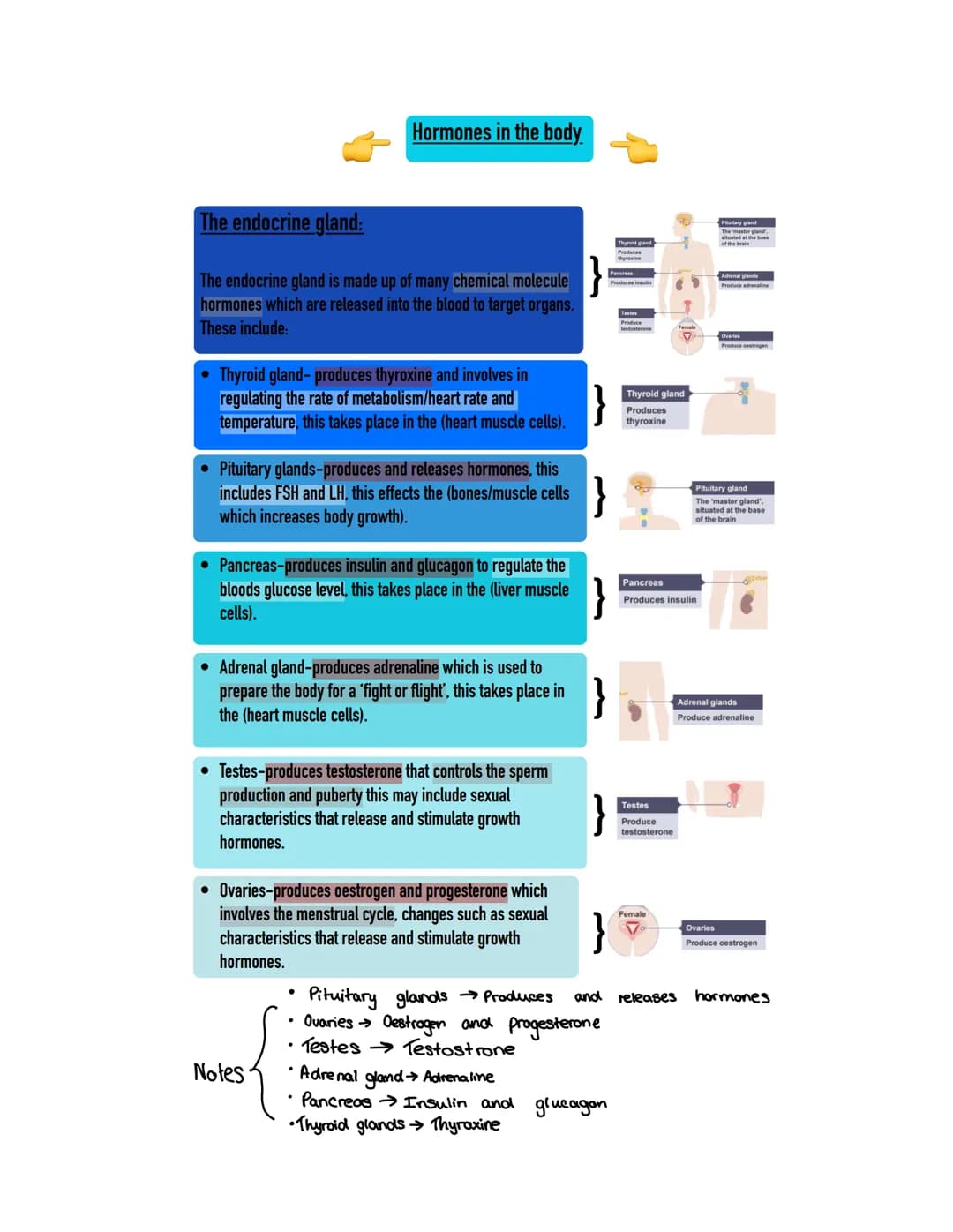 Hormones in the body.
The endocrine gland:
The endocrine gland is made up of many chemical molecule
hormones which are released into the blo