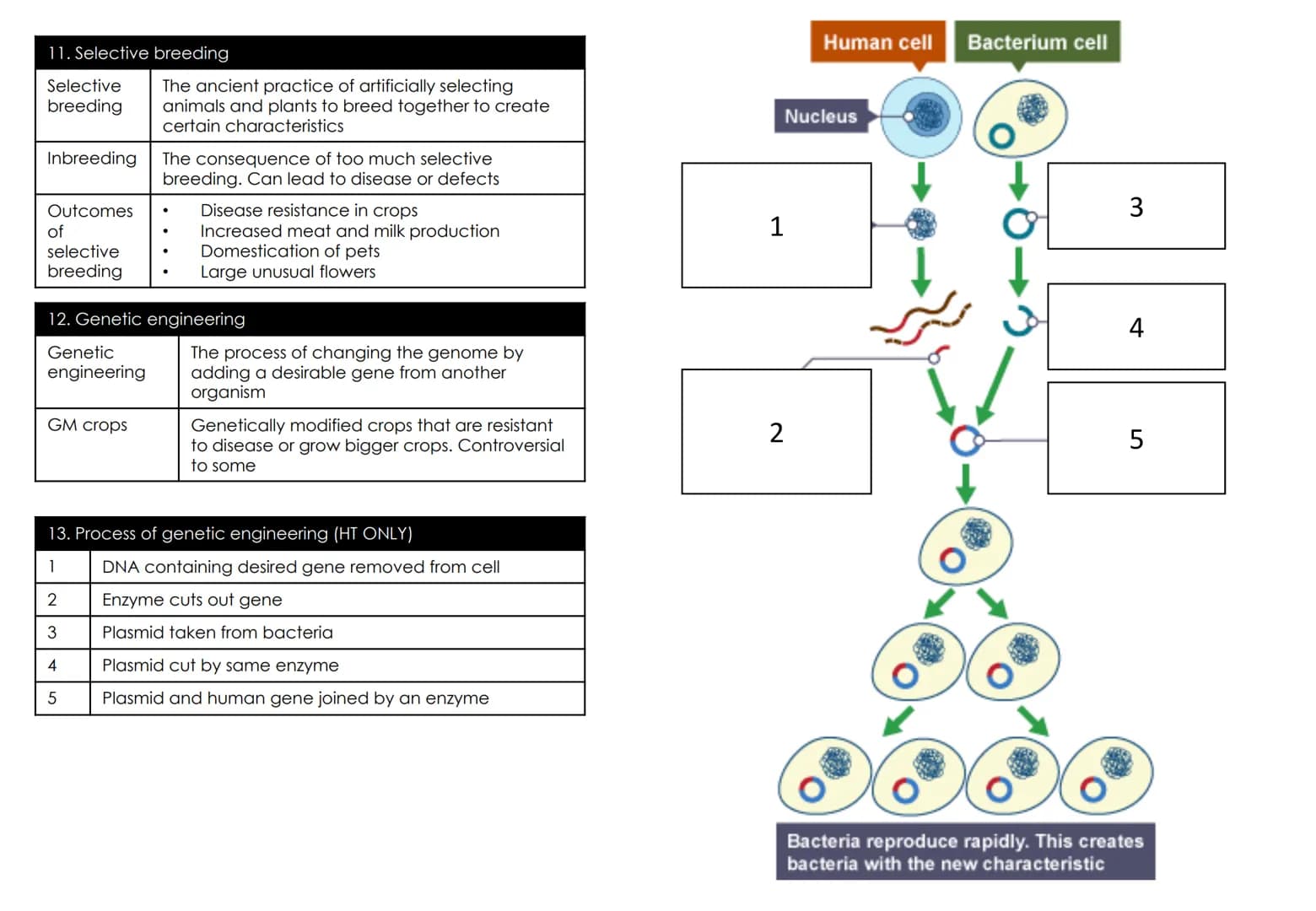 Biology Topic 6: Inheritance,
variation and evolution
1.Keywords
Mitosis
Meiosis
Gametes
Sexual
reproduction
Asexual
reproduction
DNA
Chromo