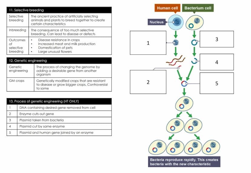 Biology Topic 6: Inheritance,
variation and evolution
1.Keywords
Mitosis
Meiosis
Gametes
Sexual
reproduction
Asexual
reproduction
DNA
Chromo