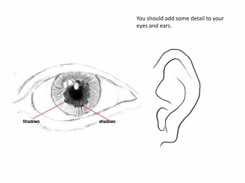 Drawing a human face
Practise exercises for you to do at
home 1.draw an upside down egg
shape. 2. Divide the face into quarters
3. Divide th