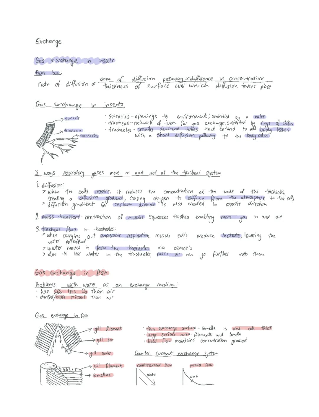 Gas Exchange in Insects, Fish, and Humans - AQA A-Level Biology