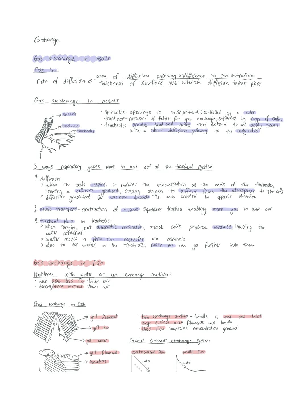 Exchange
Gas exchange in insects
Ficks law:
area of diffusion
pathway xdifference in concentration
rate of diffusion of thickness of surface