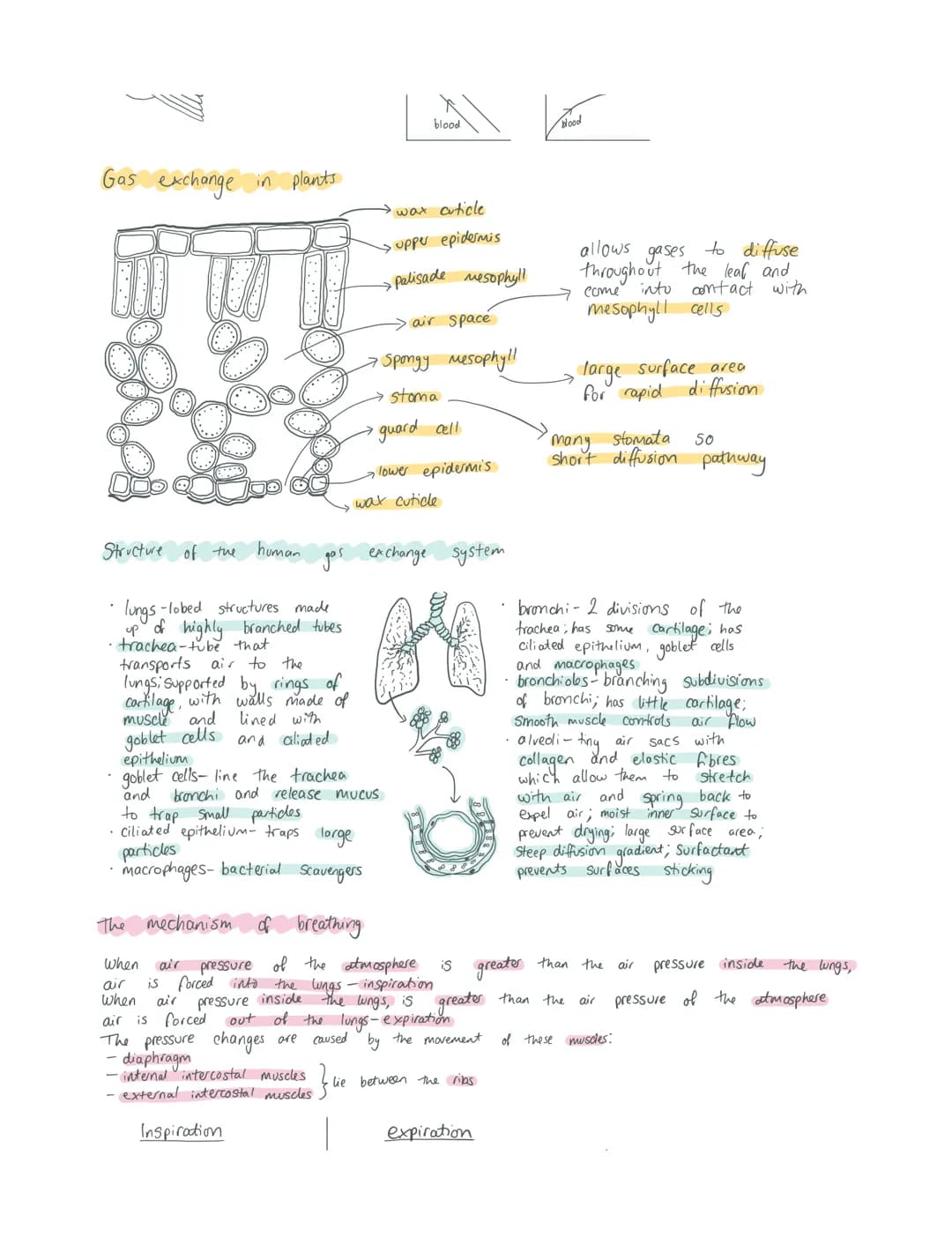 Exchange
Gas exchange in insects
Ficks law:
area of diffusion
pathway xdifference in concentration
rate of diffusion of thickness of surface