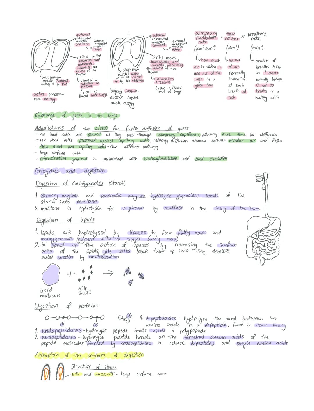 Exchange
Gas exchange in insects
Ficks law:
area of diffusion
pathway xdifference in concentration
rate of diffusion of thickness of surface